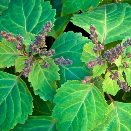 Patchouli