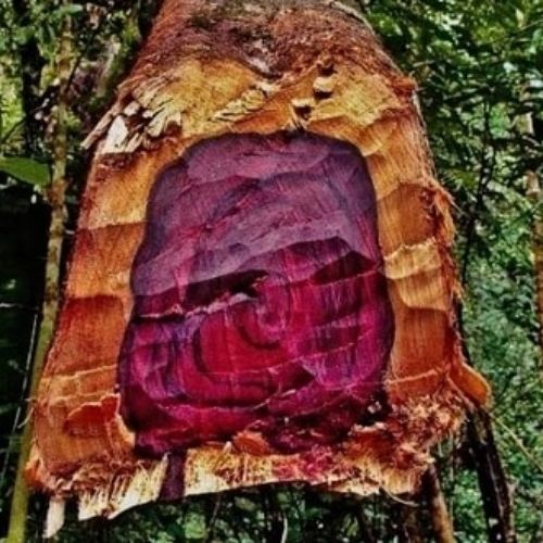 Rosewood, base fragrance note