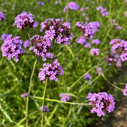 Verbena