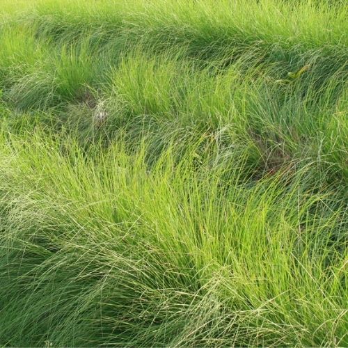 Vetiver