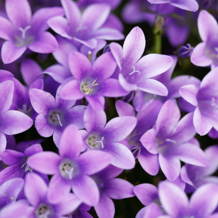 Violeta