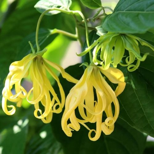 Ylang ylang, heart fragrance note