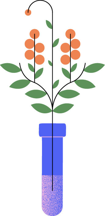 Greminación del cafeto
