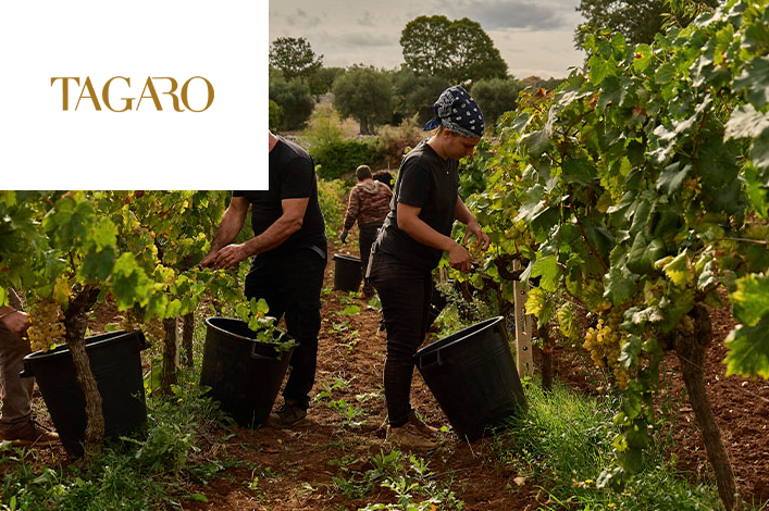 Vin&iacute;cola Tagaro