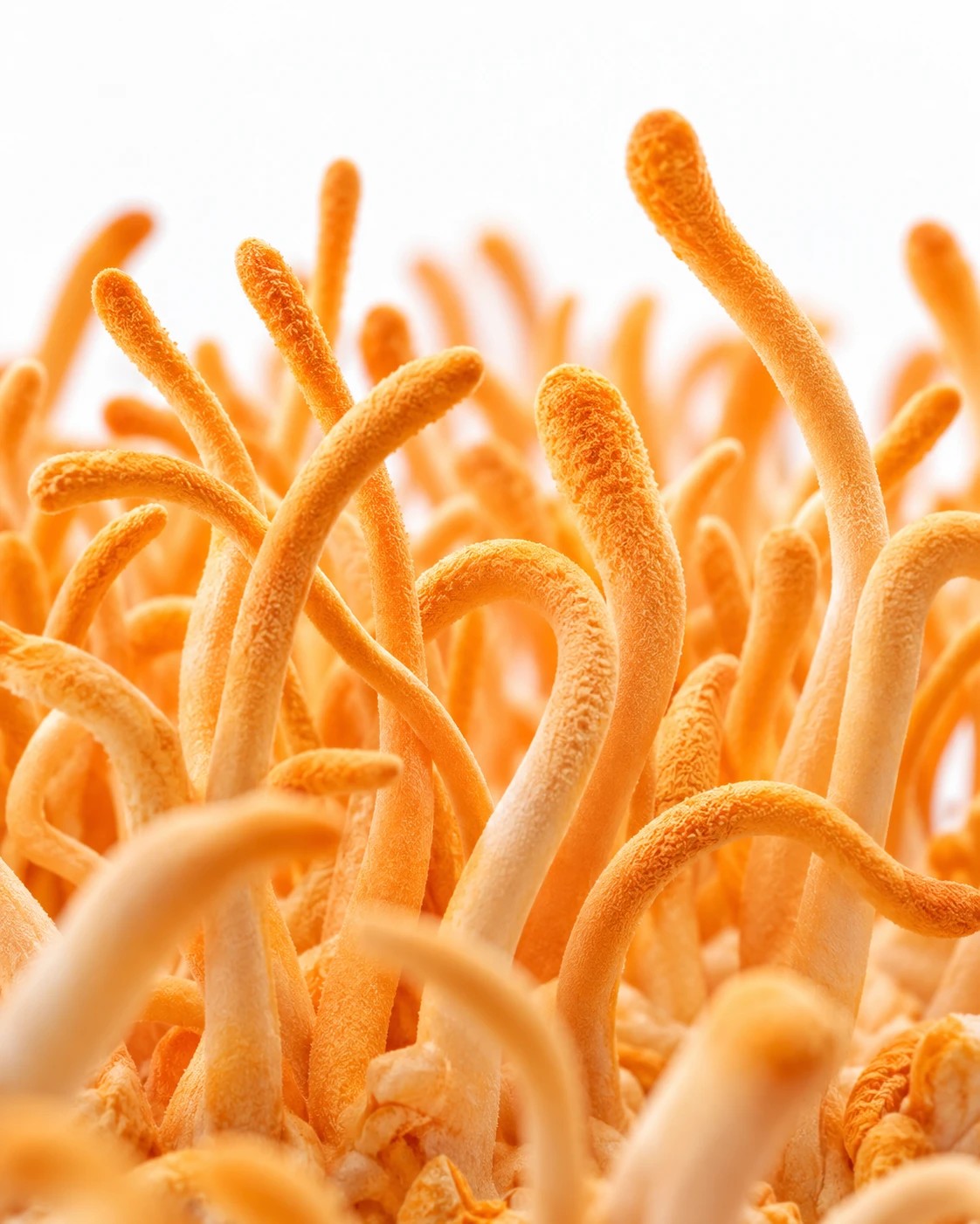 Cordyceps · NAXA Labs