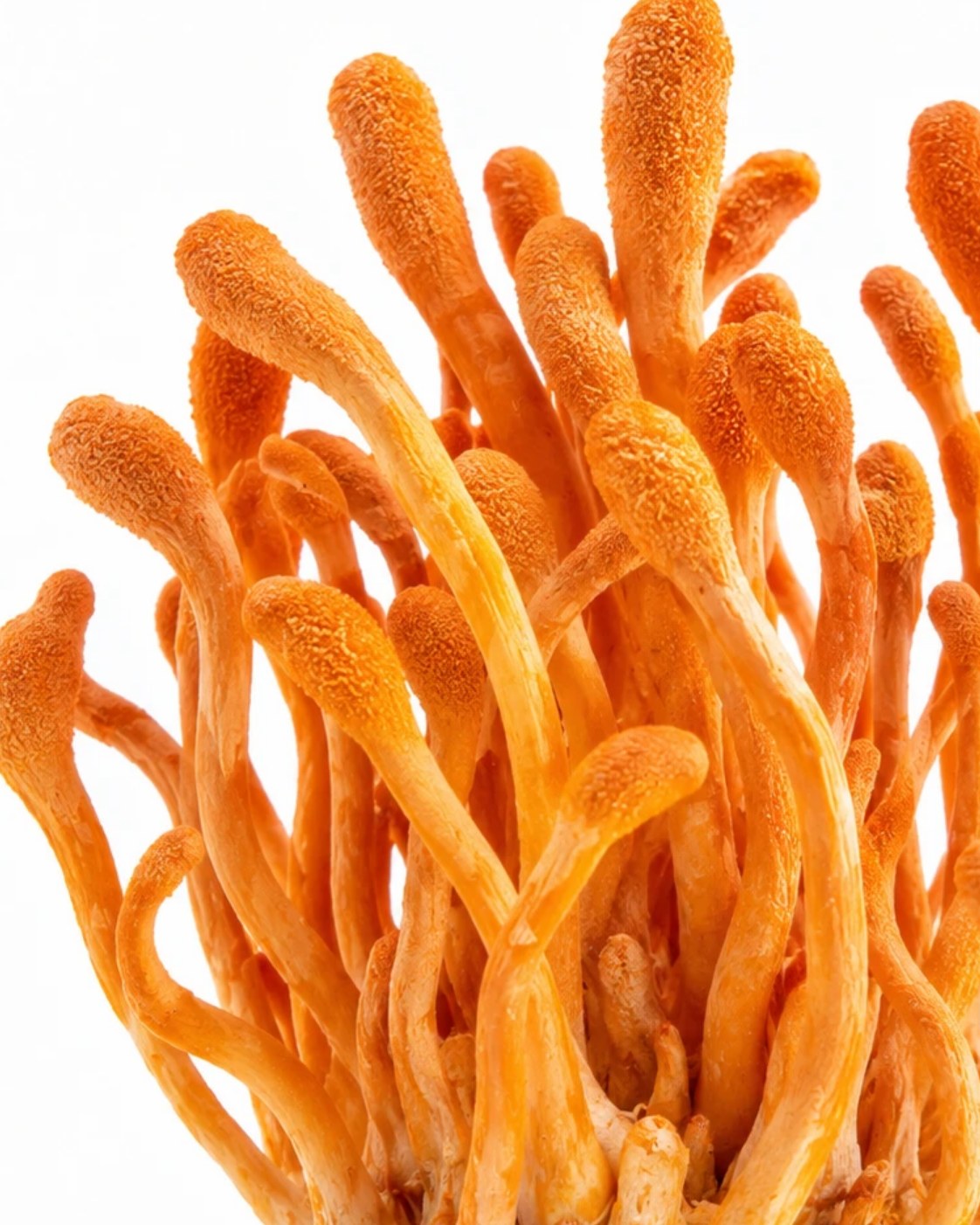 Cordyceps · NAXA Labs