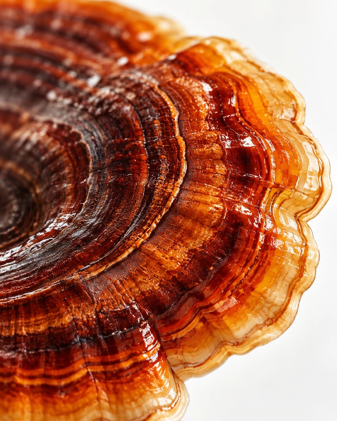 Reishi · NAXA Labs