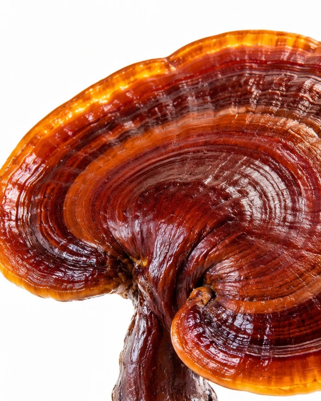 Reishi · NAXA Labs
