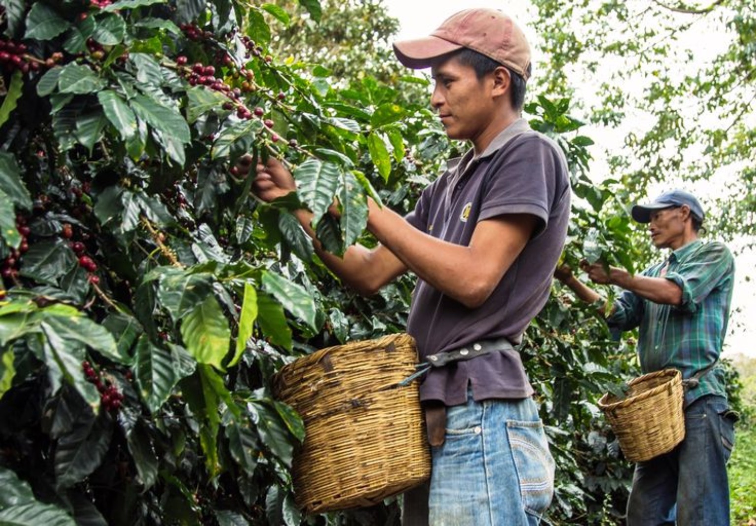 Cosecha y selección de café en Colombia