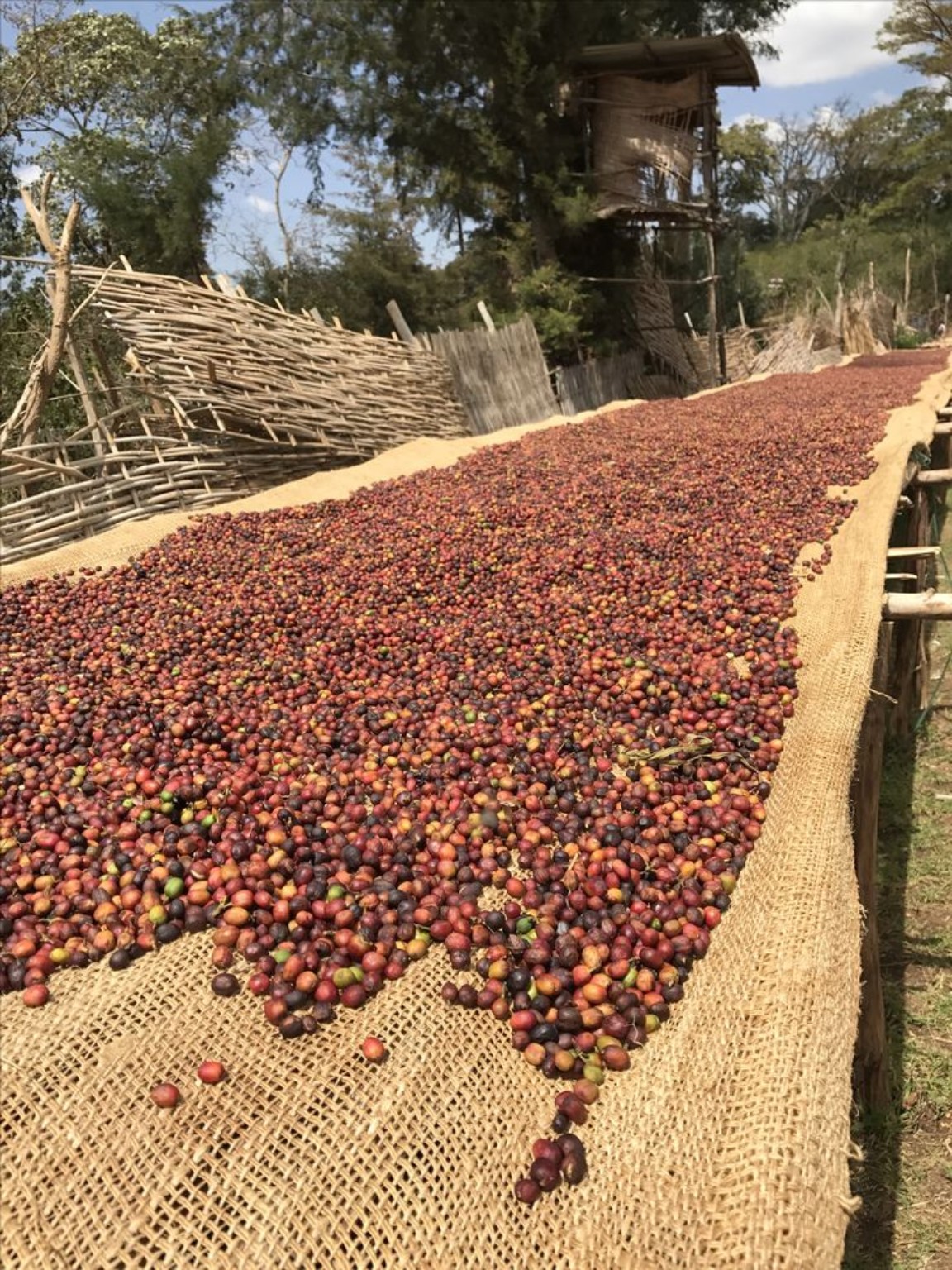 Secado del café en origen