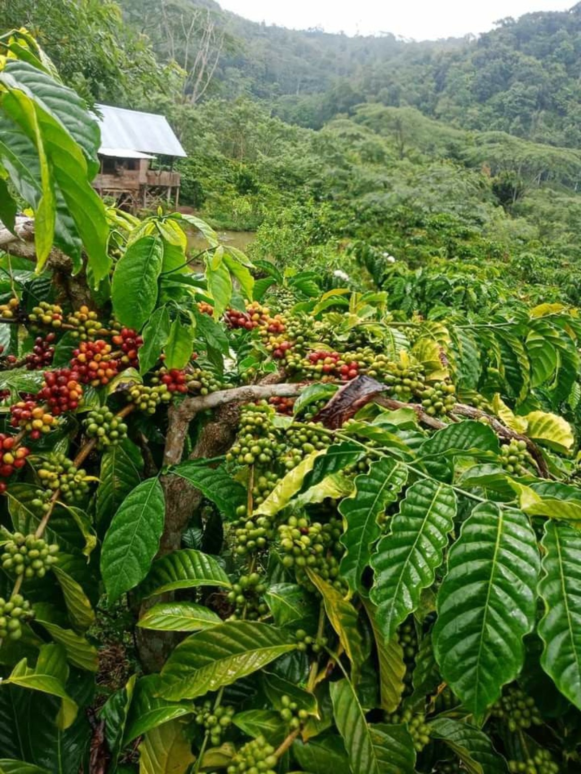 Origen del café Tintico en Colombia