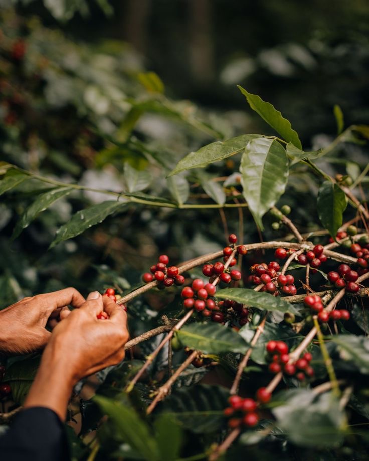 Finca La Arboleda Nariño