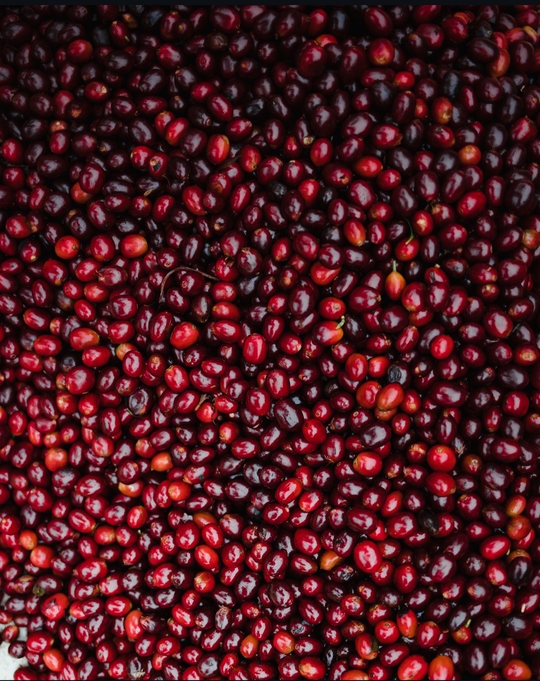 Café Santa Marta Colombia