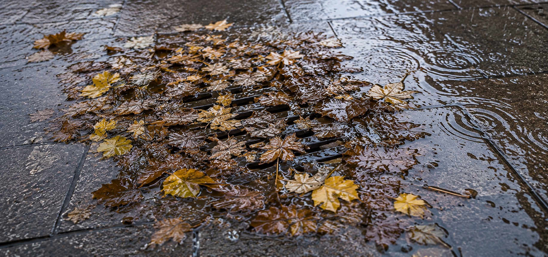 Rejilla de desagüe pluvial obstruida por hojas en un patio