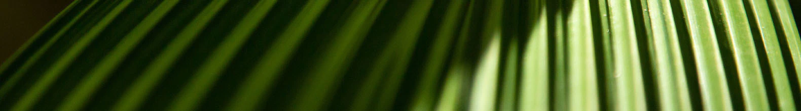 Banner da categoria Mata Atlântica