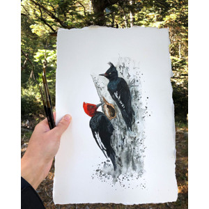 Ilustración a la acuarela de carpinteros gigantes, por Déborah Viccini