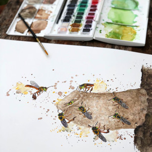 Ilustración a la acuarela de abejas yateí, por Déborah Viccini
