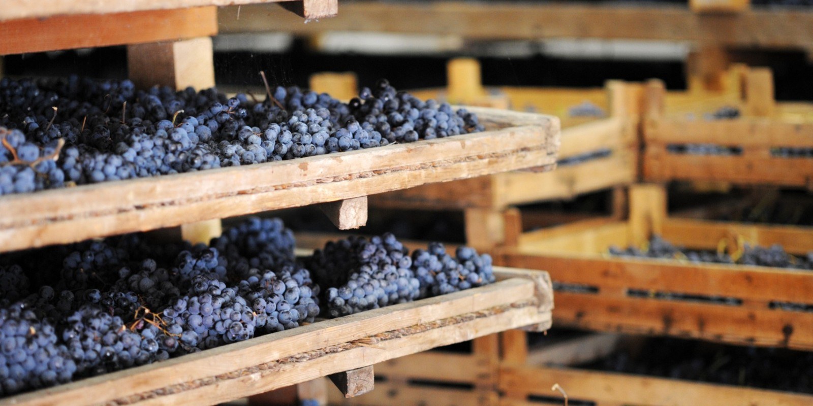 Uvas dispostas em prateleiras de madeira para a t&eacute;cnica do appassimento.