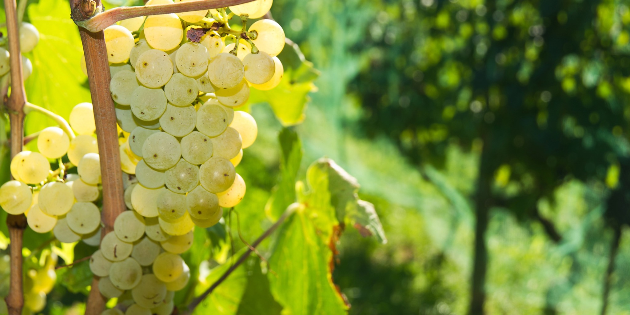 Cacho de uvas brancas Malvasia no vinhedo.