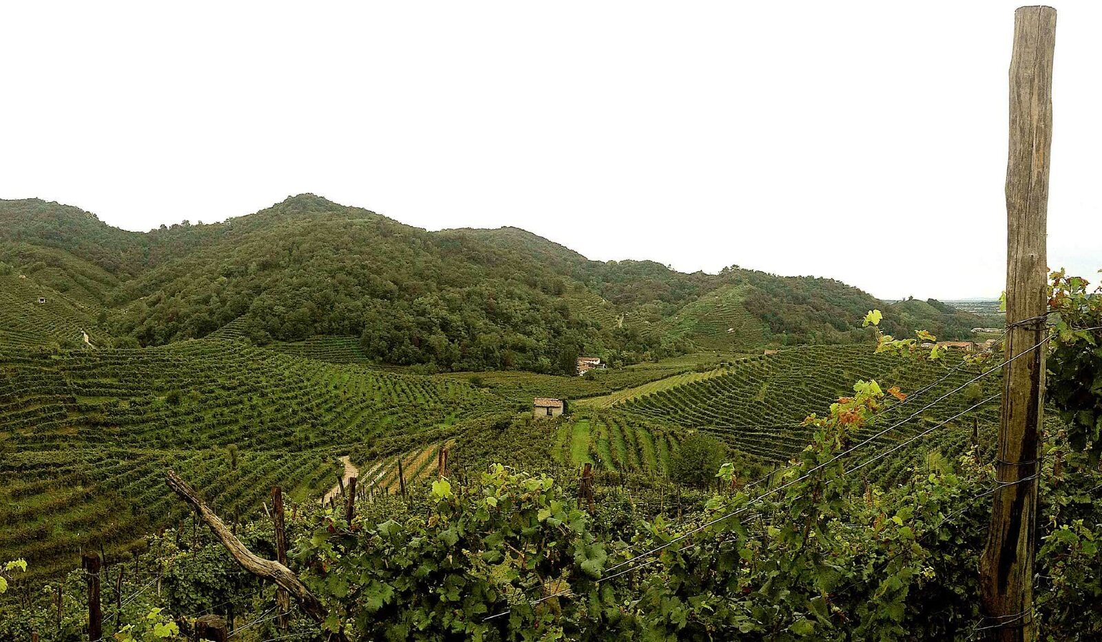 Vinhedos em encostas na área de Valdobbiadene, no Veneto.