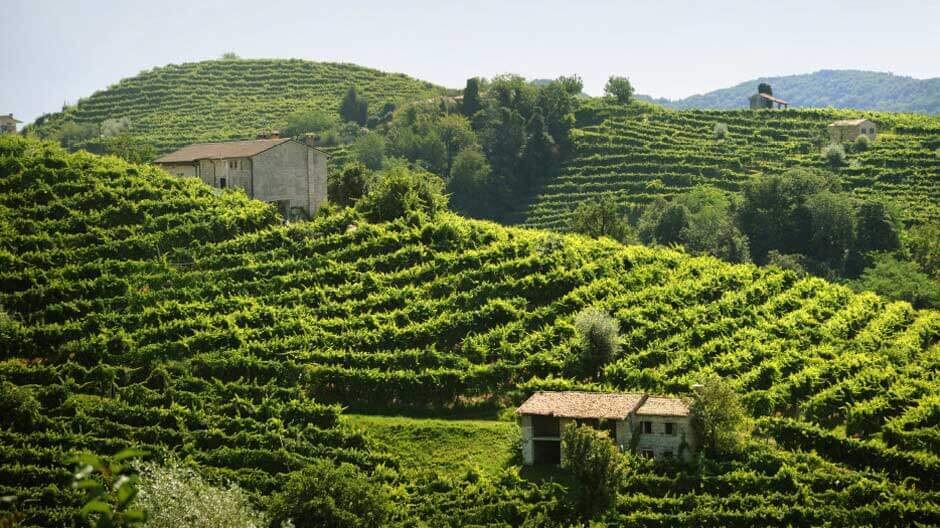 Vinhedos de Glera plantados nas encostas de Valdobbiadene.