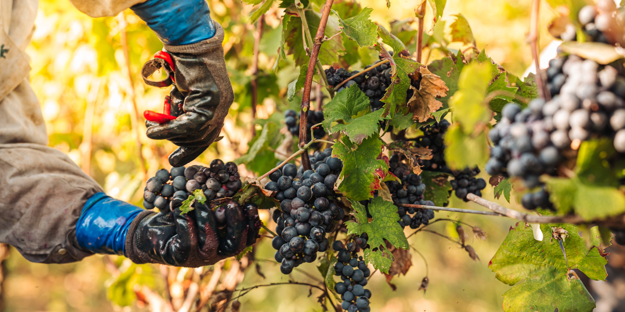 Colheita de uvas.