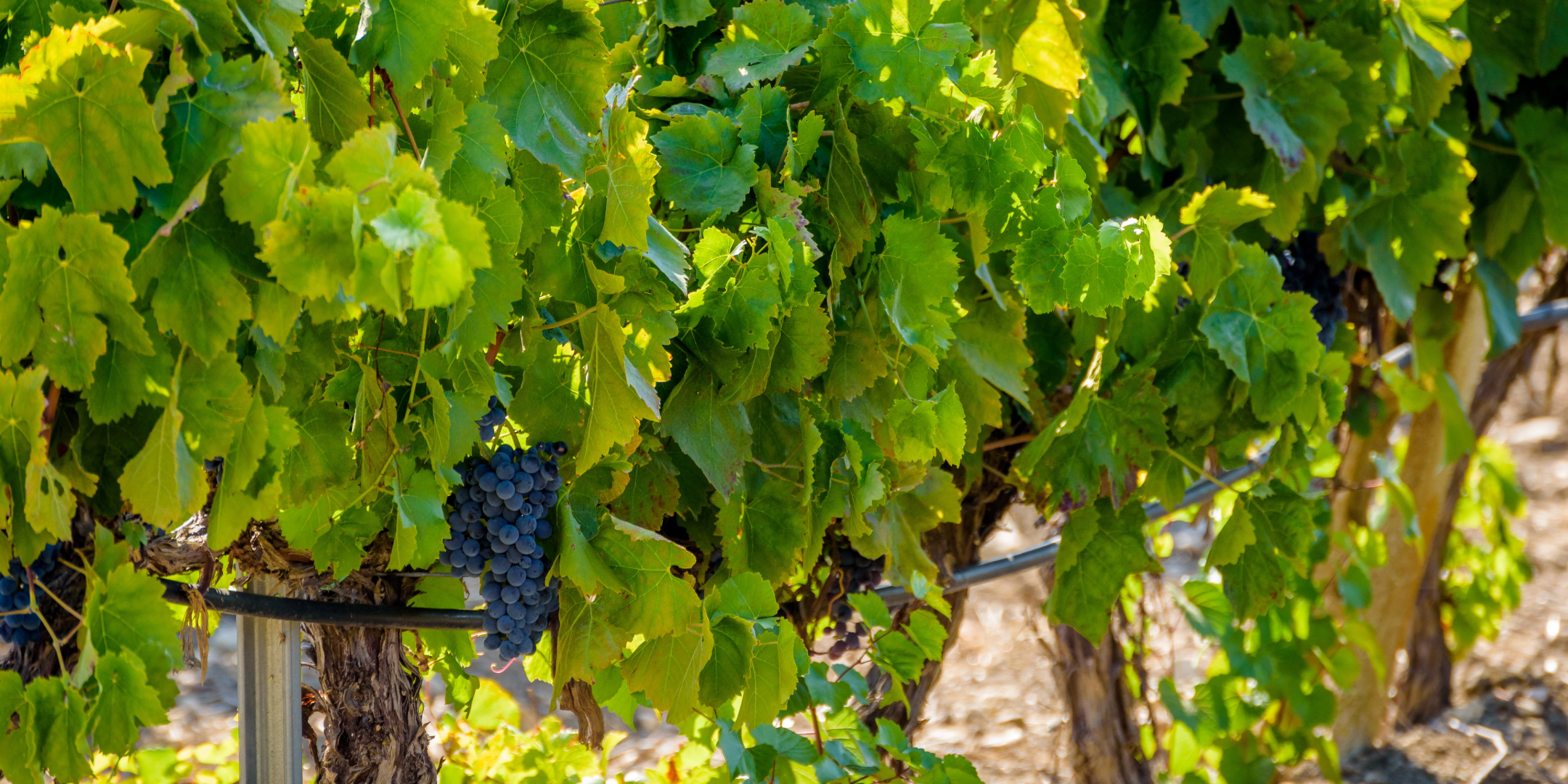 Uvas Nero d&rsquo;Avola entre folhas da videira.