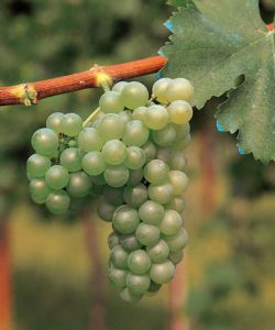 Cacho de Sauvignon identificado no catálogo de variedades da VCR.
