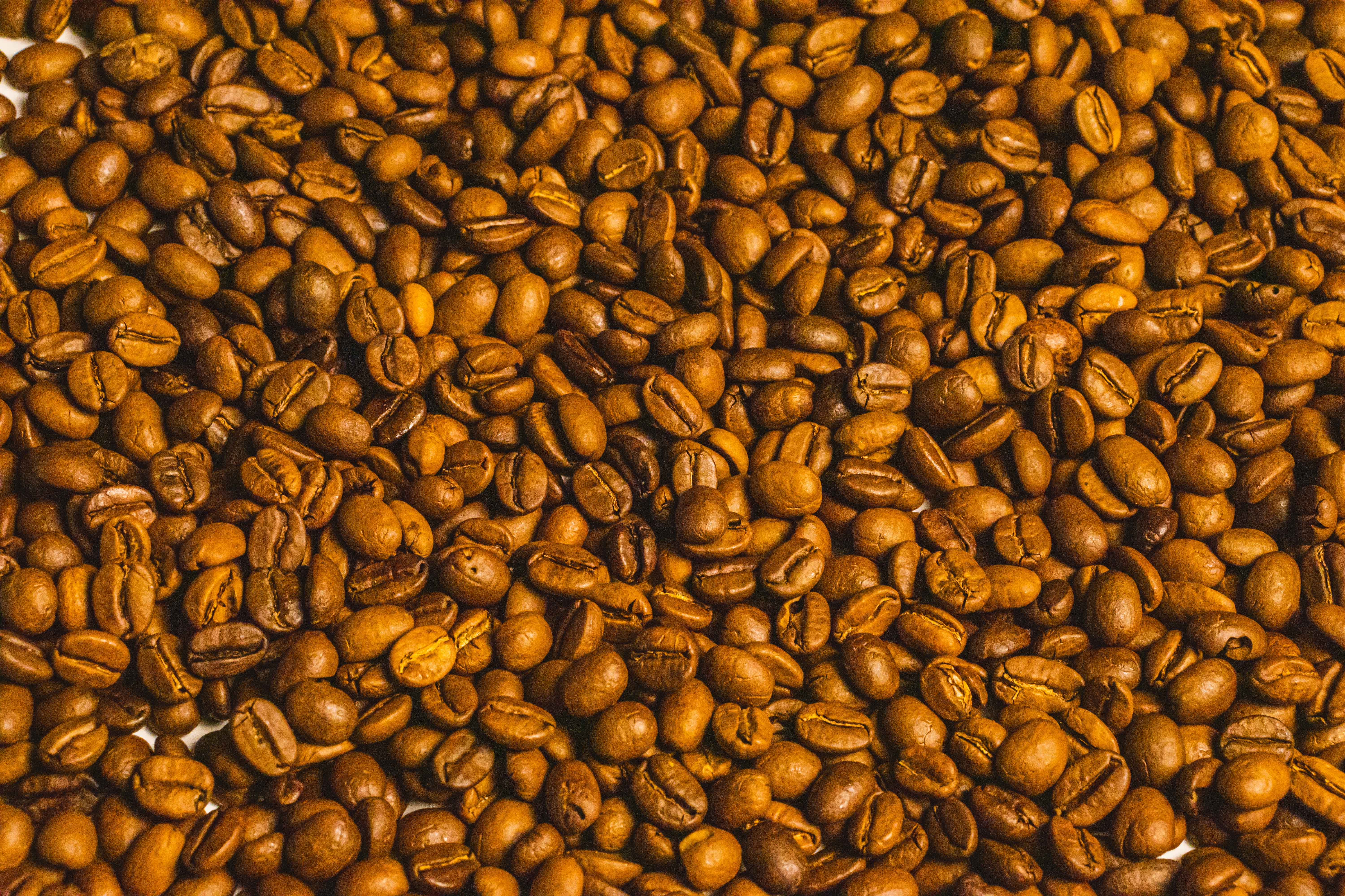 granos olah café variedad arabica