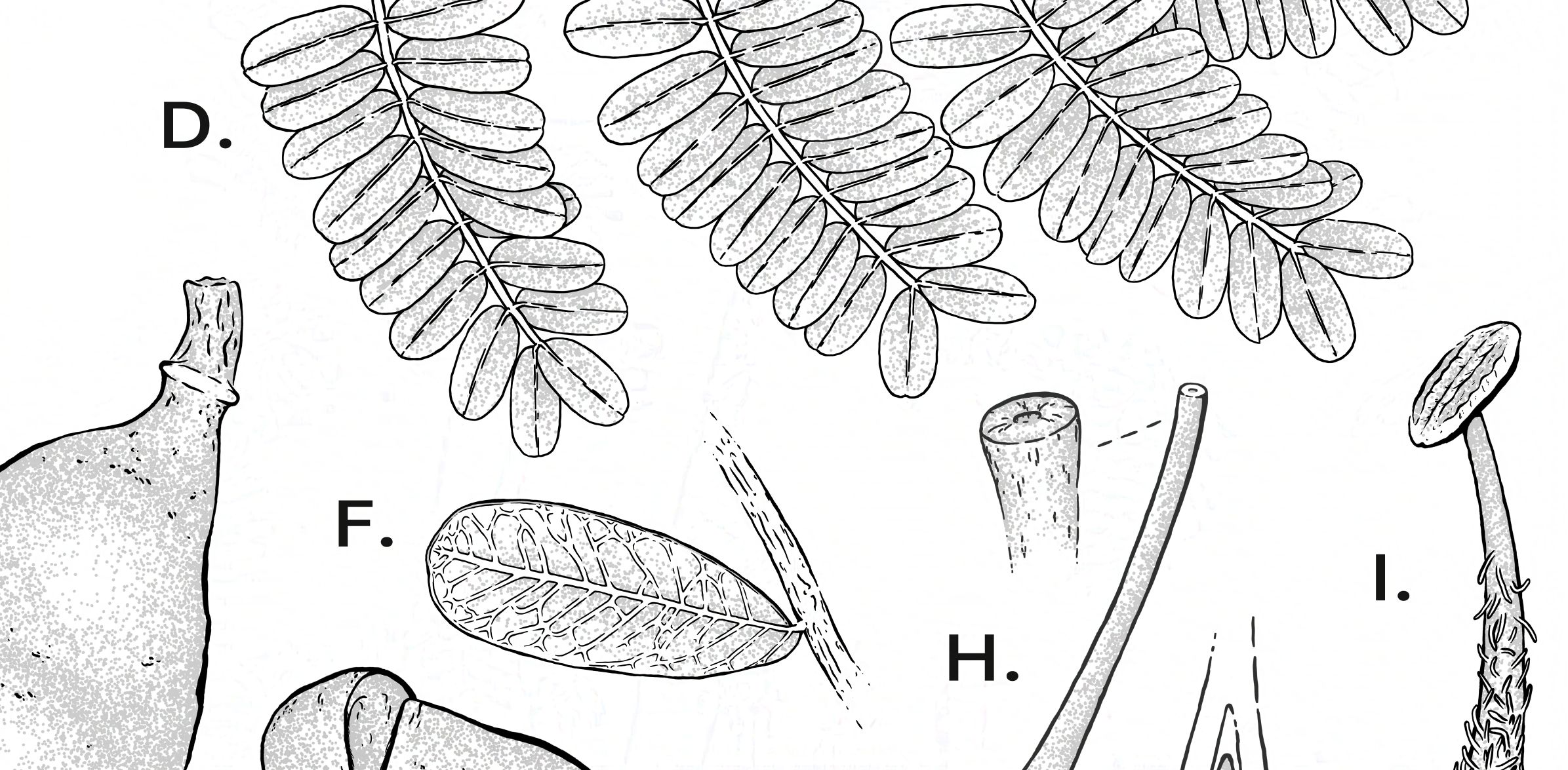 Fabaceae_segredo