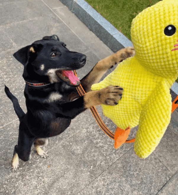 Pato Apego Mini pensado para paseos y viajes