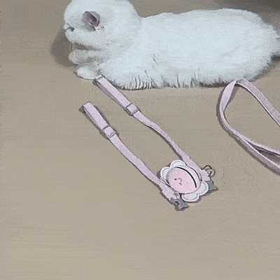peitoral respirável gato