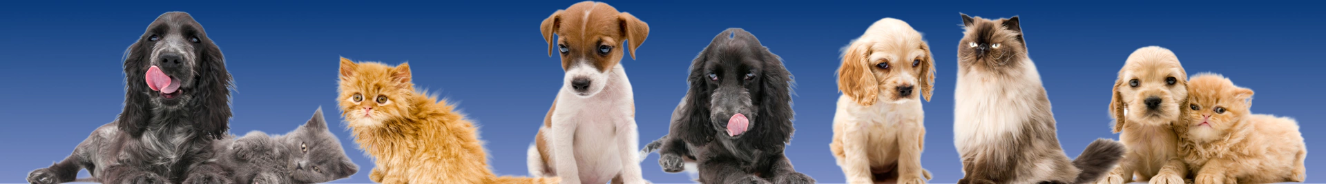 Banner da categoria Pet Lovers