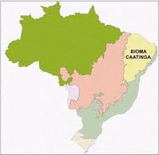 Caatinga: resumo, características, fauna, vegetação e clima