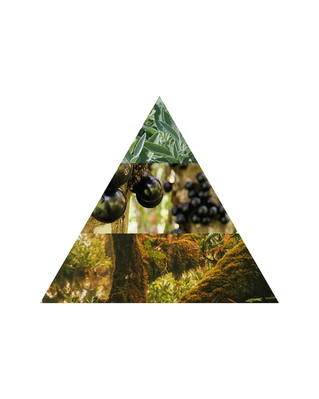 Pirâmide olfativa Sálvia e Jabuticaba Jordanie: notas de saída sálvia, limão e notas verdes; notas de corpo jabuticaba, flores delicadas e notas aromáticas; notas de fundo musk, âmbar suave e madeira clara