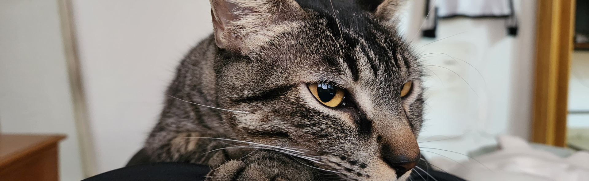 Kira - Una de las mascotas de la casa