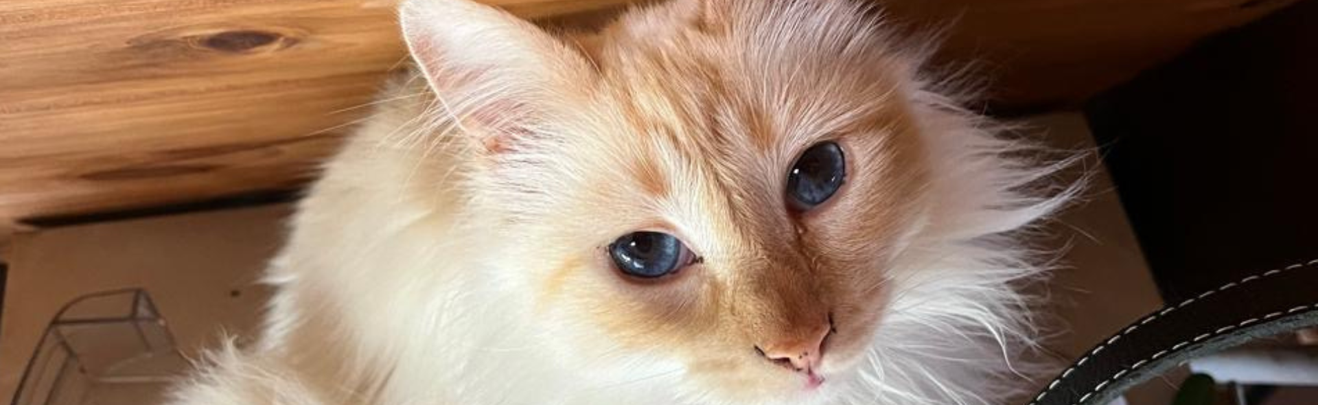 Russel - La otra mascota de la familia