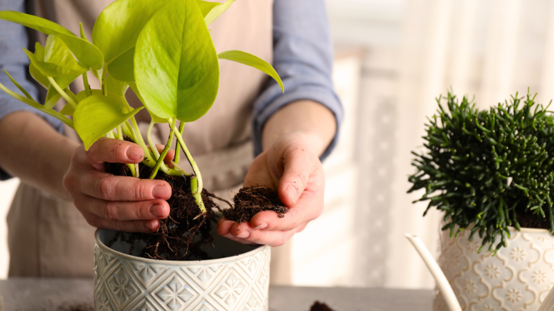 Mi planta tiene problemas - Ecosistema TerraNoble