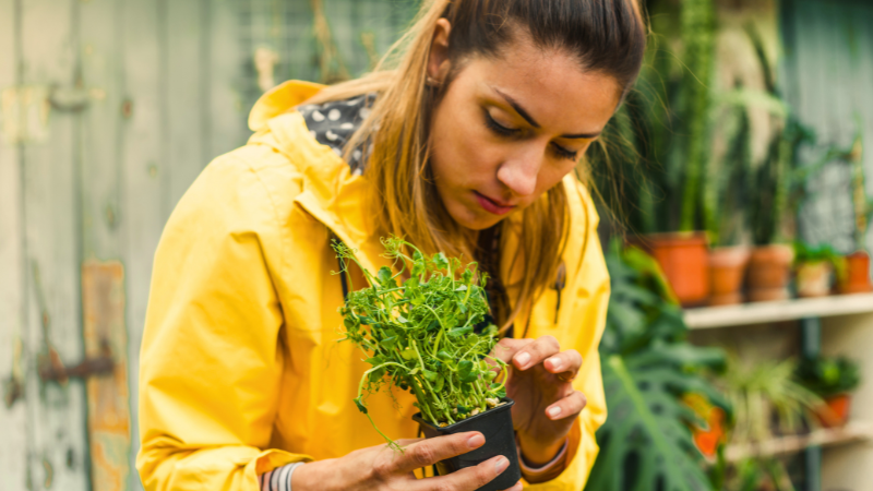 Aprender a cuidar plantas con TerraNoble