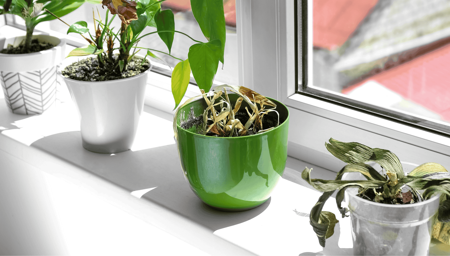 Maceta con tierra seca poco tiempo después de regar