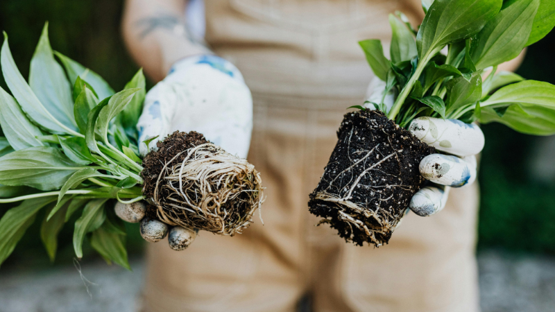Sustrato compacto y duro dentro de una maceta