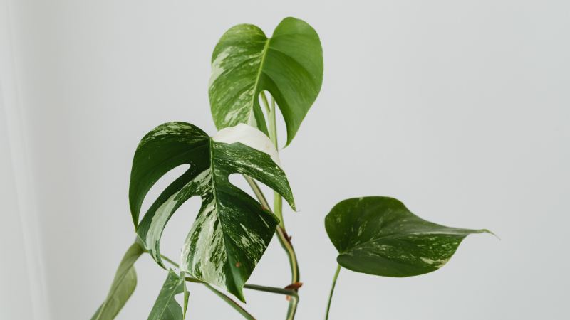 Planta trepadora con hojas pequeñas y crecimiento débil