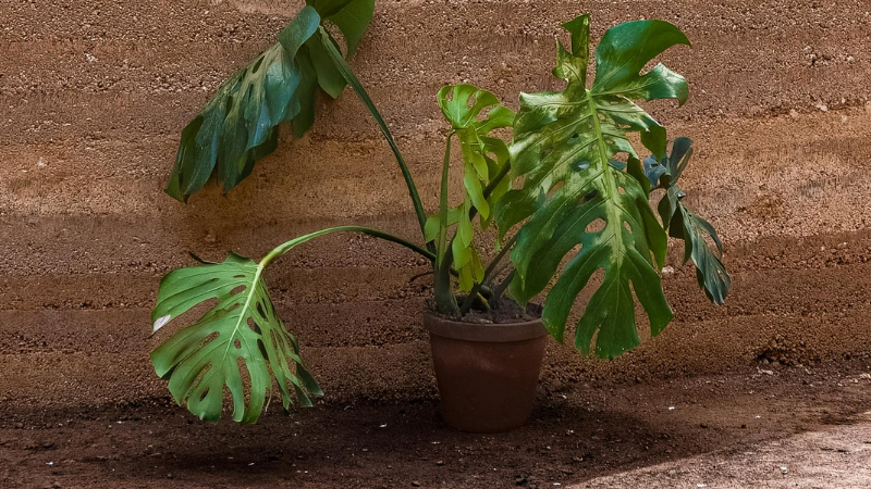 Monstera inclinada y abierta hacia los lados en maceta