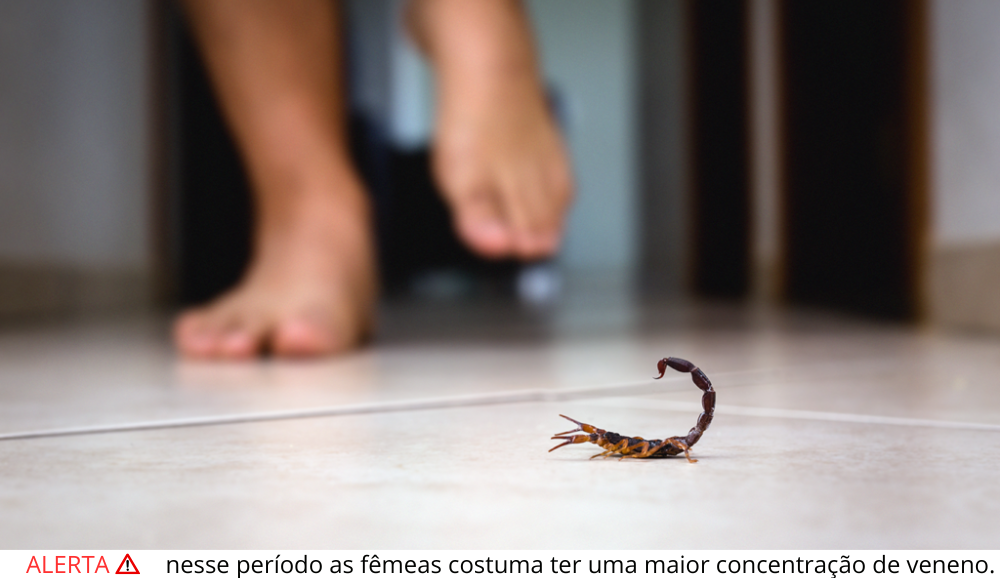    Alerta! nesse período as fêmeas costuma ter uma maior concentração de veneno.
