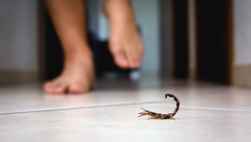 Escorpião - risco na casa