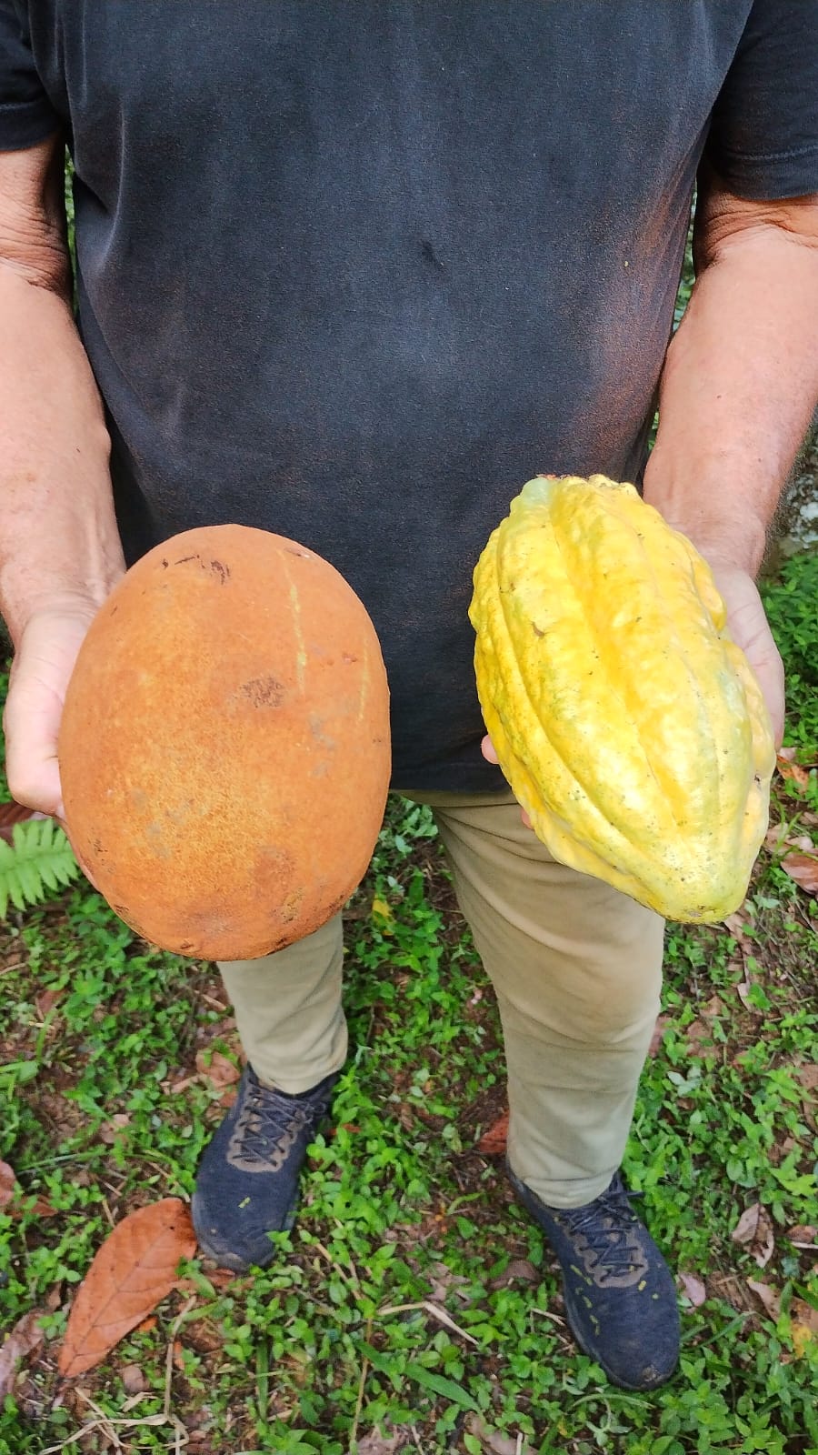 Cacau e Cupuaçu