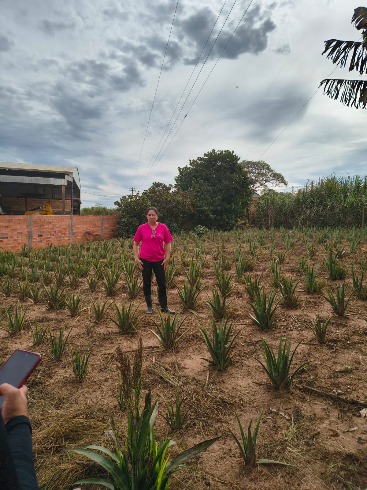 Aloe Vera Cooplantas