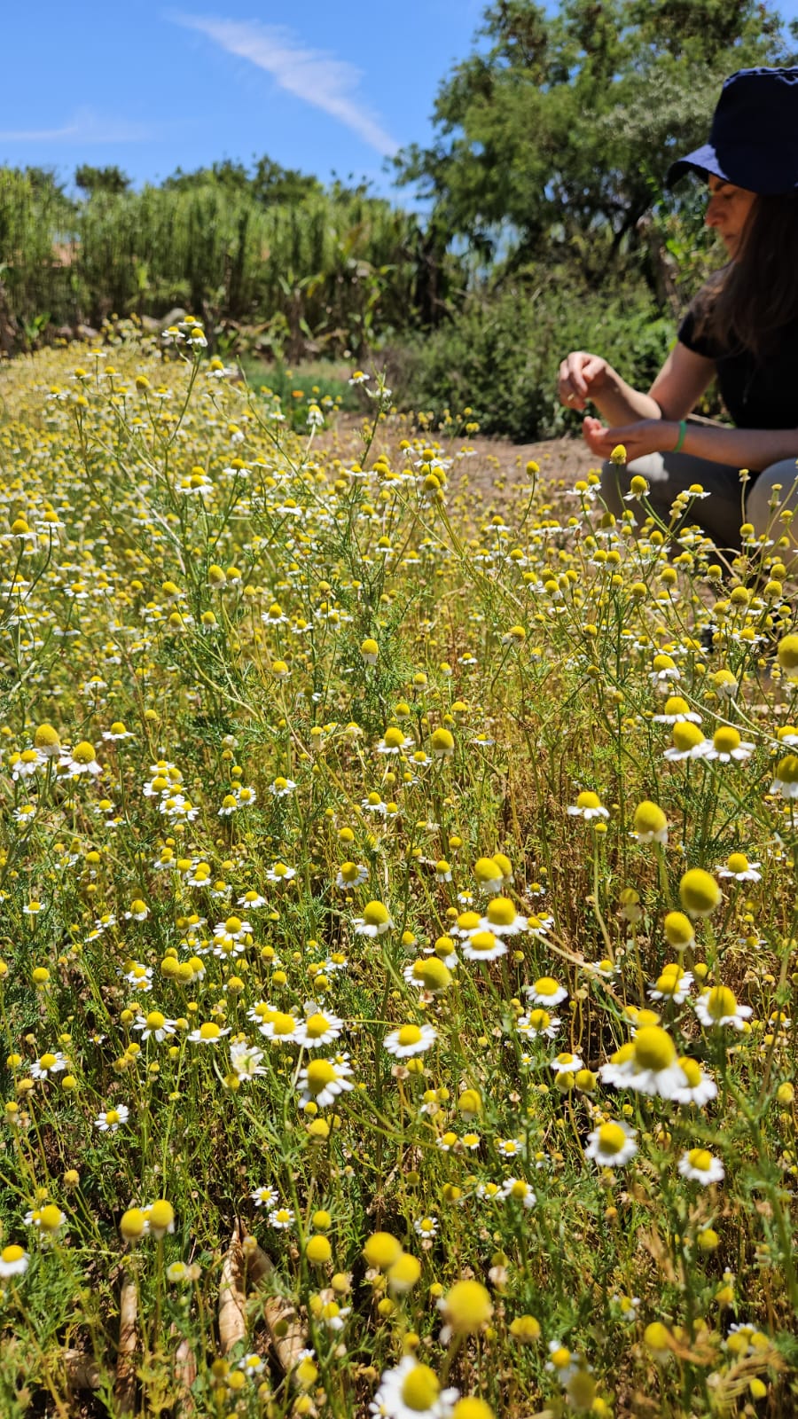 Camomila biodinâmica