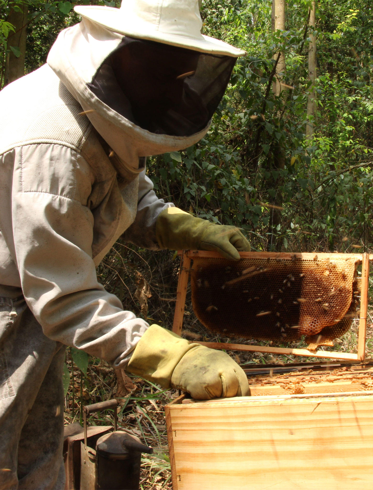 Apicultor em campo, Mellis