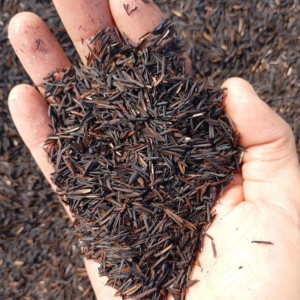 Casca de Arroz Carbonizada